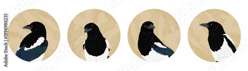 Magpie bird portraits set in round frames. Vector illustration of common magpie heads in different poses inside circles with wood texture background for icons or stickers