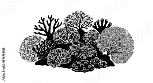 Coral Reef Black and White Illustration.