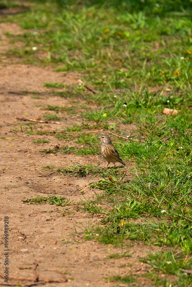 Obraz premium Female linnet on dirt path in grass