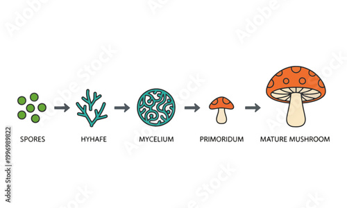 Mushroom Life Cycle Infographic Showing Fungi Growth Stages
