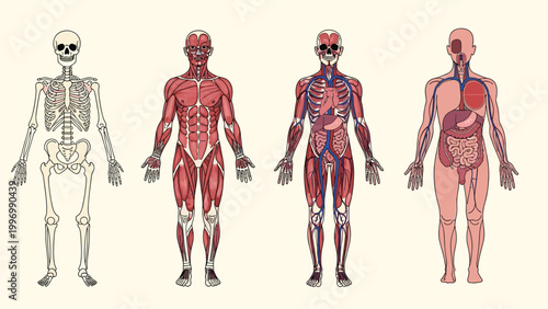 Detailed illustrations of the human body's skeletal, muscular, circulatory, and internal organ systems, providing a comprehensive anatomical overview.