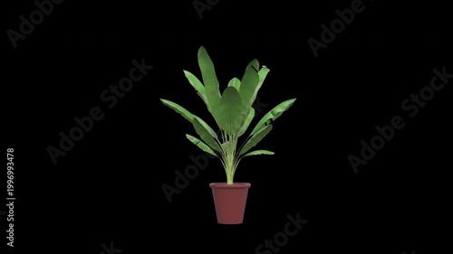 banana plant in a pot Growing concept Time Lapse 3d animation with Alpha Channel.
