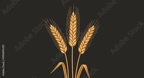 Three ears of ripe golden wheat stalks arranged artistically against a solid dark brown background for a harvest theme.