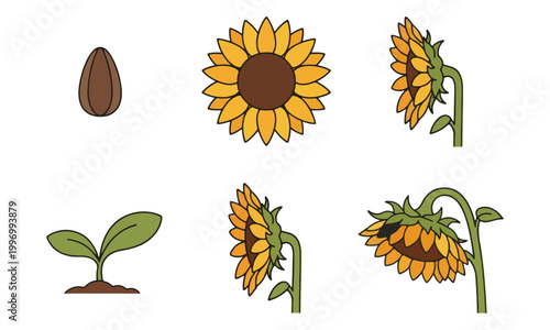Sunflower growth stages life cycle vector illustration set