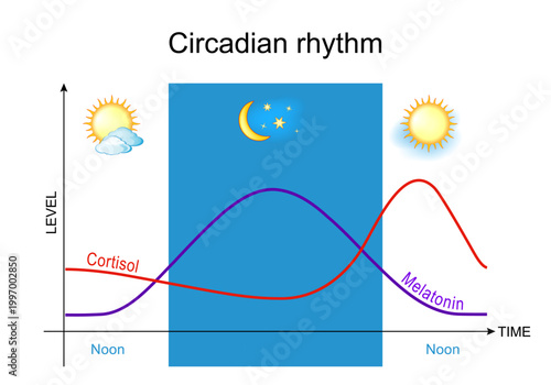 Circadian rhythm. Melatonin and cortisol. Sleep-wake cycle. biological clock. 