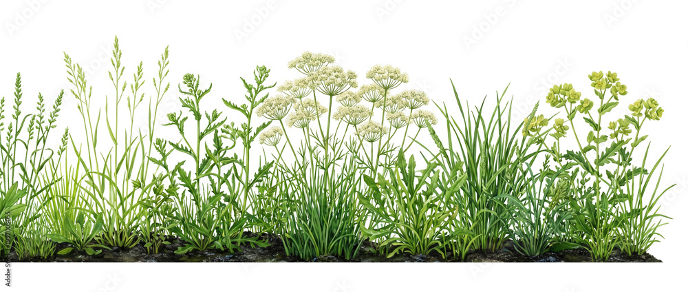 Obraz premium Wild plants, field grass, green weeds, botanical border, meadow flora, cow parsley, black background. Realistic digital illustration of spring meadow vegetation for natural design.