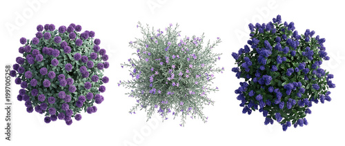 top view, flowering shrubs, garden plants, landscape design, bush, purple flowers, blue flowers set of isolated decorative vegetation for architectural plans and garden projects.