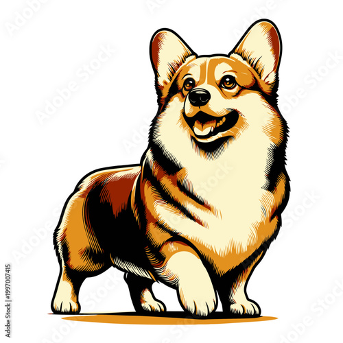 Corgi dog vector and illustration.