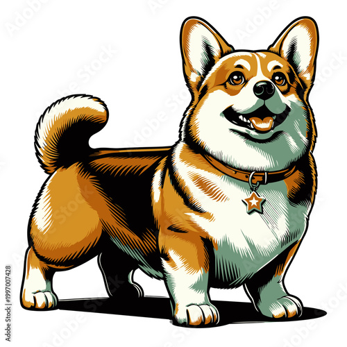 Corgi dog vector and illustration.
