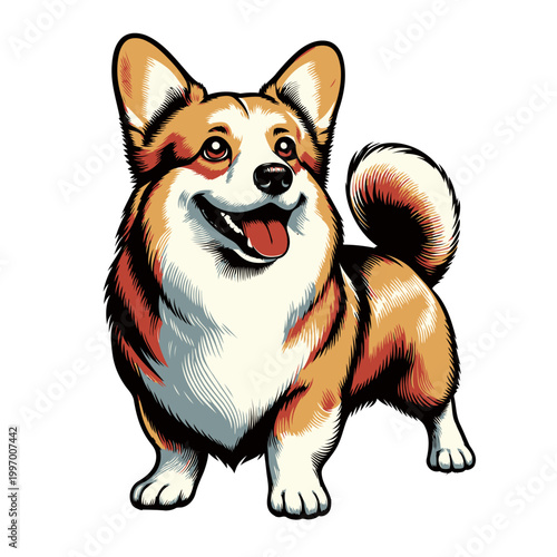 Corgi dog vector and illustration.