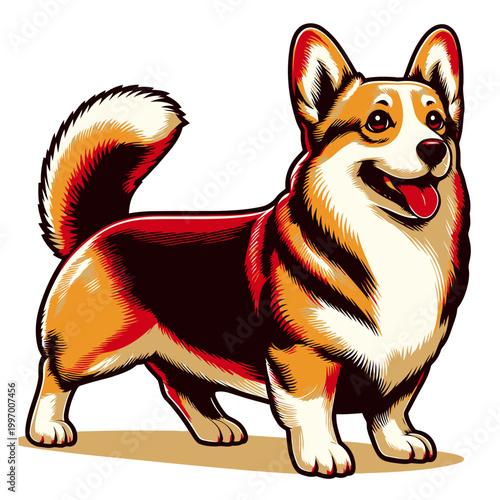 Corgi dog vector and illustration.