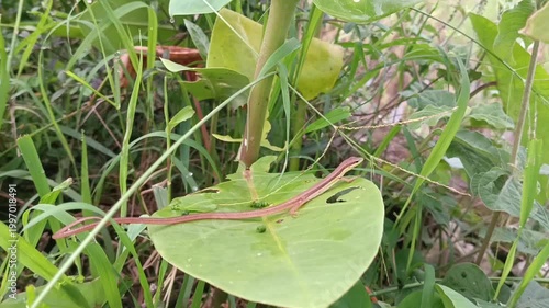 Brown stink bug (Euthochtha galeator) on a bush leaf