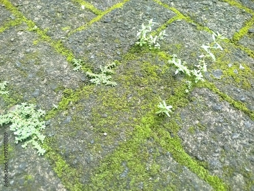 Принти на полотні green moss on bricks floor