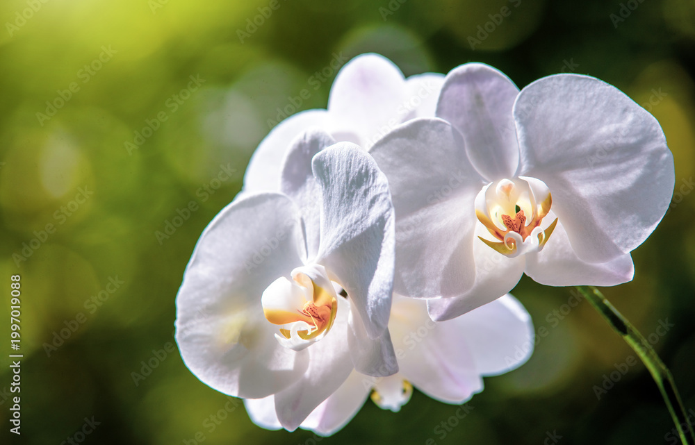 Obraz premium Branch of a white orchid on a green natural background 