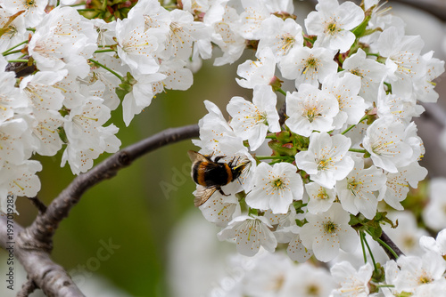 a bumblebee pollinating white cherry blossoms on a branch, featuring intricate floral details and a soft green background