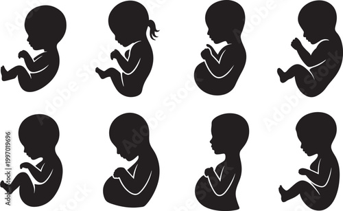 Baby Fetus Silhouette Set with Different Prenatal Development Stages, Infant Shapes, and Pregnancy Growth Icons for Medical and Educational Designs