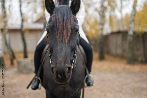 Close-up front view of a black horse with a rider in the saddle, focusing on the horse's face and dark mane against a blurred autumn forest