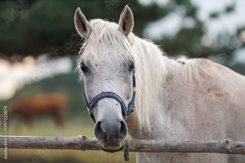 Close-up portrait of a white speckled horse with a blue halter, looking directly at the camera over a wooden log fence