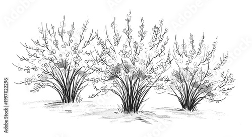 Sketch of three flowering bushes with delicate blossoms in a minimalist artistic style