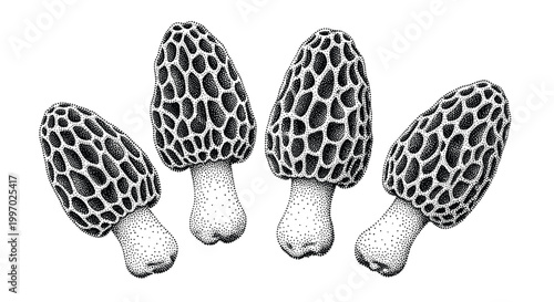 Four detailed black and white stipple art illustrations of morel mushrooms