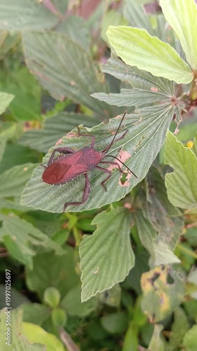 Brown stink bug (Euthochtha galeator) on a bush leaf