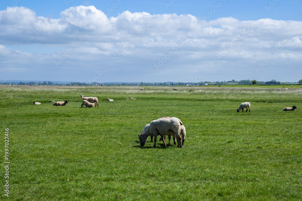 Fototapeta premium sheep in the field