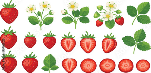 Fresh strawberry collection with whole berries, half slices, circular cuts, green leaves, and delicate white blossoms for organic food design vector.