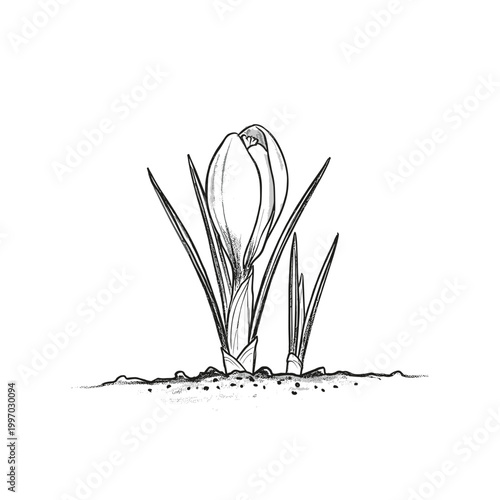 Delicate crocus bud emerges from the soil, symbolizing the arrival of spring