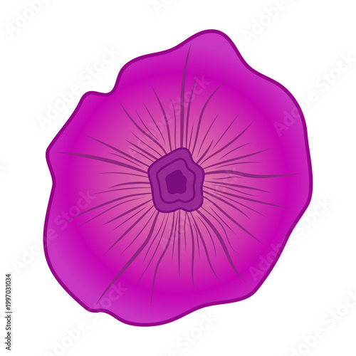 Pink flower isolated on a transparent or white background. Vector illustration. Morning glory with gradient. Close-up floral element for design decoration. Botanical summer print.