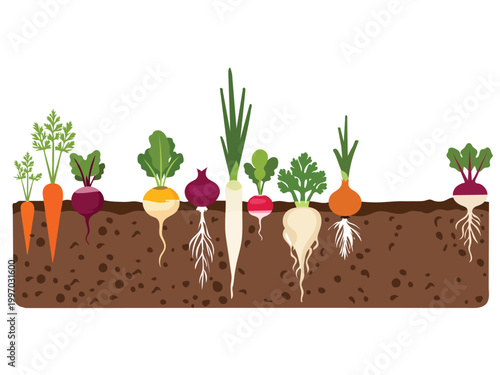 Root vegetables growing in soil illustration carrots, radishes, onions, and beets in a garden bed flat vector style
