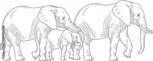 Detailed black and white line drawing of two large adult african elephants walking side by side while a small baby calf elephant walks between them as a family unit together today