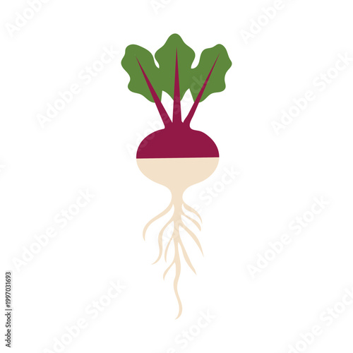 Turnip or beet root vegetable illustration purple and white bulb with green leaves flat vector style