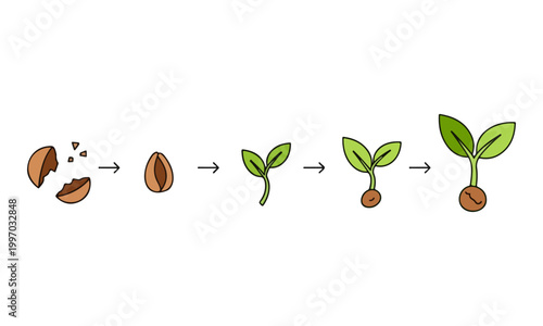 Plant growth cycle stages from seed to sprout illustration