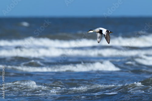 adult male common eider (Somateria mollissima) of subspecies borealis in breeding plumage in flight, found at Texel in the Netherlands