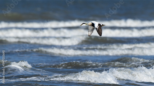 adult male common eider (Somateria mollissima) of subspecies borealis in breeding plumage in flight, found at Texel in the Netherlands