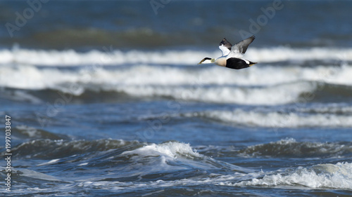 adult male common eider (Somateria mollissima) of subspecies borealis in breeding plumage in flight, found at Texel in the Netherlands