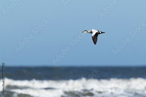 adult male common eider (Somateria mollissima) of subspecies borealis in breeding plumage in flight, found at Texel in the Netherlands