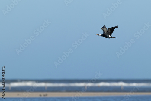adult great cormorant (Phalacrocorax carbo) in full breeding plumage in flight, found at Texel in the Netherlands