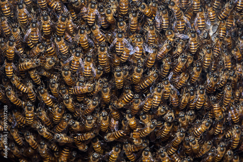 Honey bees swarming on natural beehive