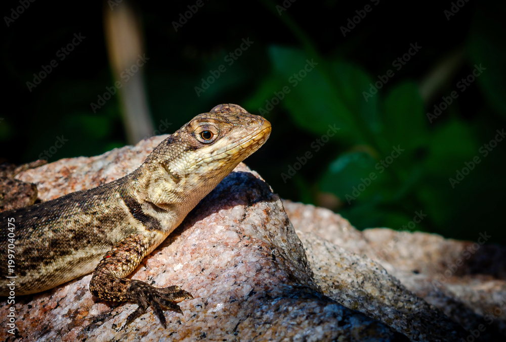 Obraz premium lizard on a rock