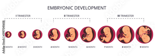 Embryo month stage growth, fetal development vector flat infographic icons. Medical illustration of foetus cycle from 1 to 9 month to birth and combined into trimesters