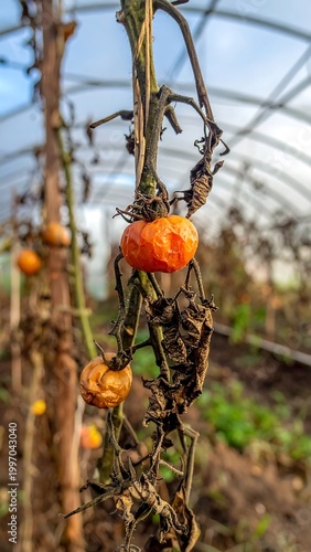 Close-up of withering tomatoes on a dead vine inside a greenhouse. Focus on the decaying fruit and surrounding dry foliage