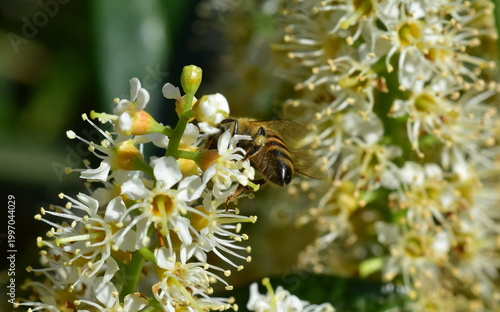 Foto Biene auf weißen Kirschlorbeer-Blüten