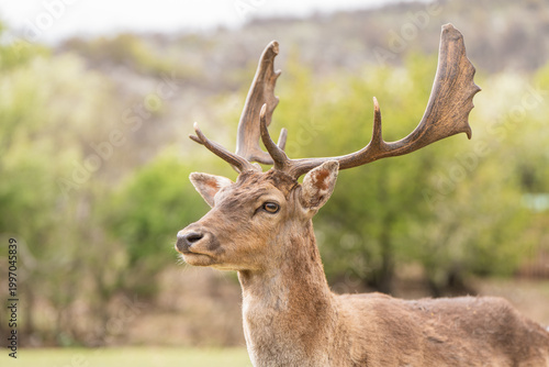 Tablou pe pânză Side View Portrait of Red Deer Stag with Large Antlers in Soft Natural Light