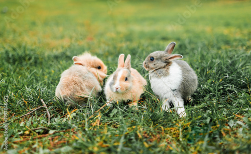 Foto Three Adorable Baby Rabbits Exploring Green Grass in a Summer Garden