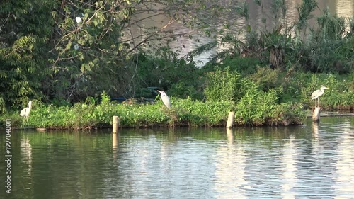 heron on the island