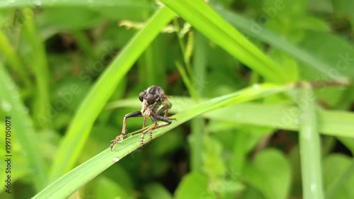 macro photo of robber fly (asilidae) on a leaf, predator of other insects