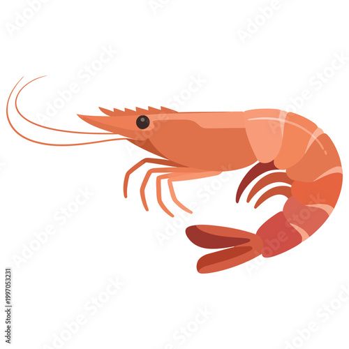 shrimp on a white background