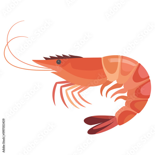 shrimp vector illustration