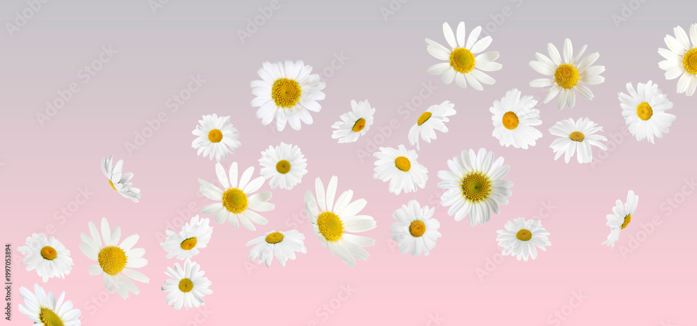 Obraz premium Vibrant chamomile flowers flying against color gradient background